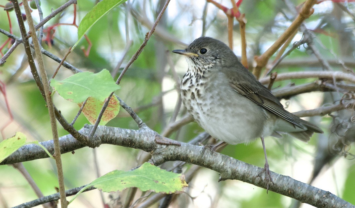 Gray-cheeked Thrush - ML642993073