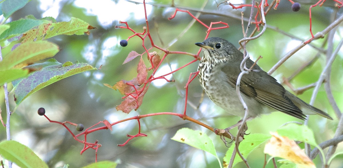 Gray-cheeked Thrush - ML642993074