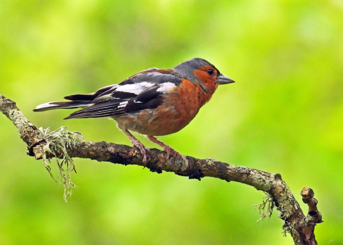 Common Chaffinch - ML642993075