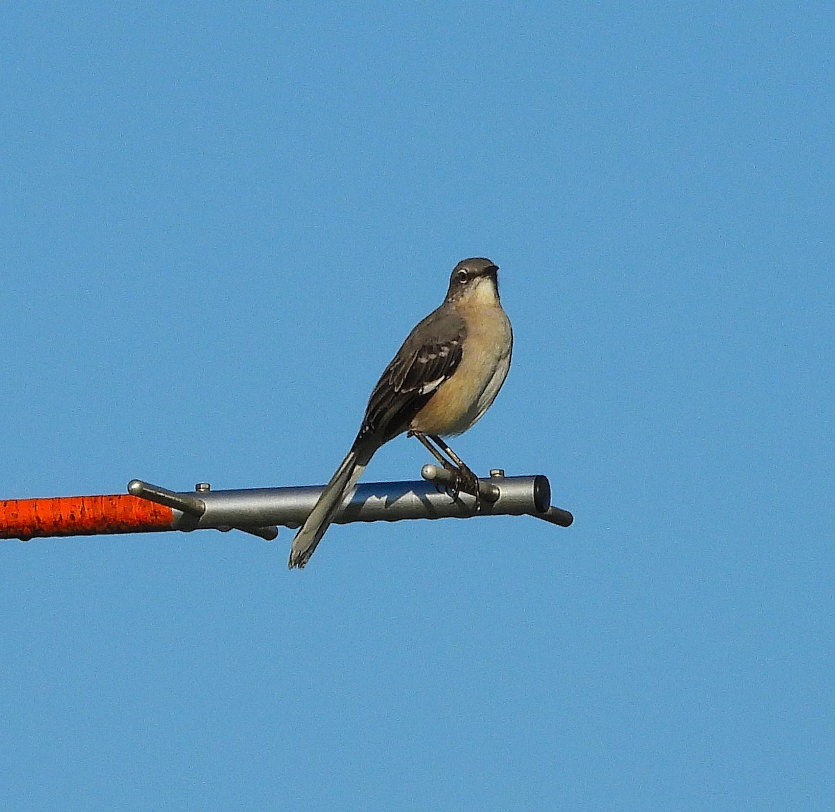 Northern Mockingbird - ML642993076