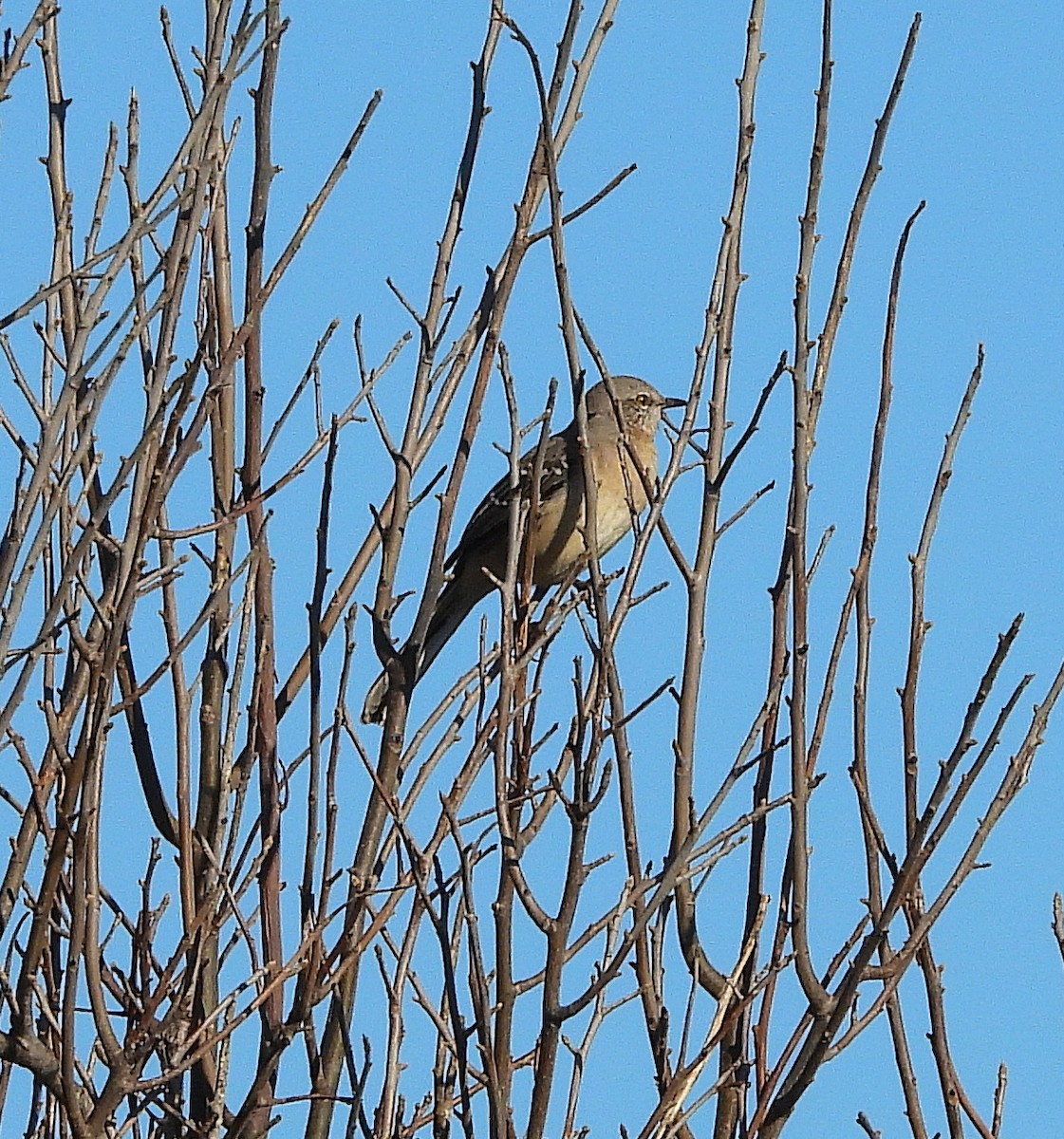 Northern Mockingbird - ML642993077