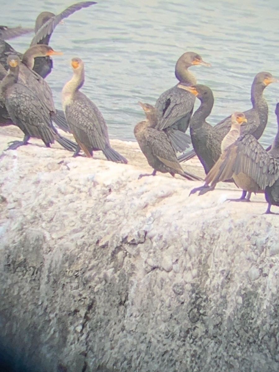 Neotropic Cormorant - ML642993078