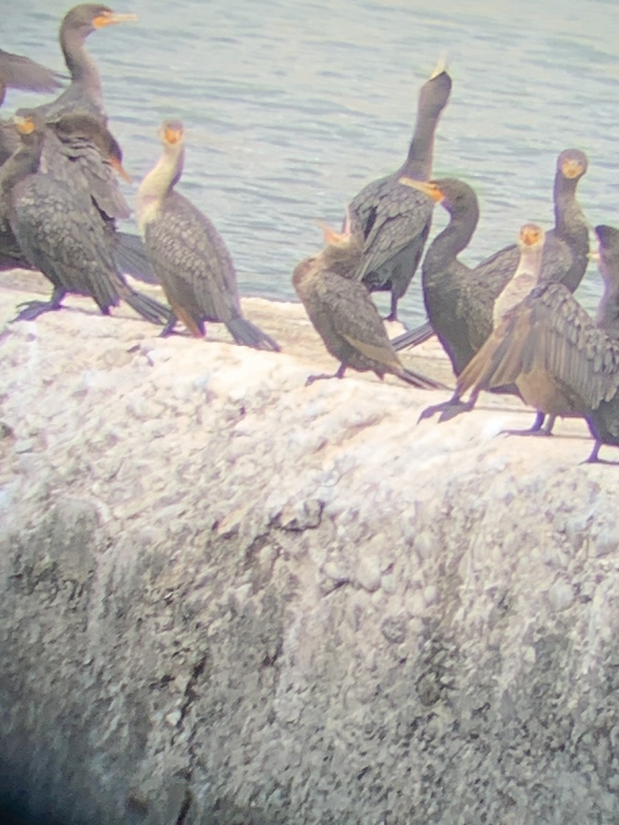 Neotropic Cormorant - ML642993079