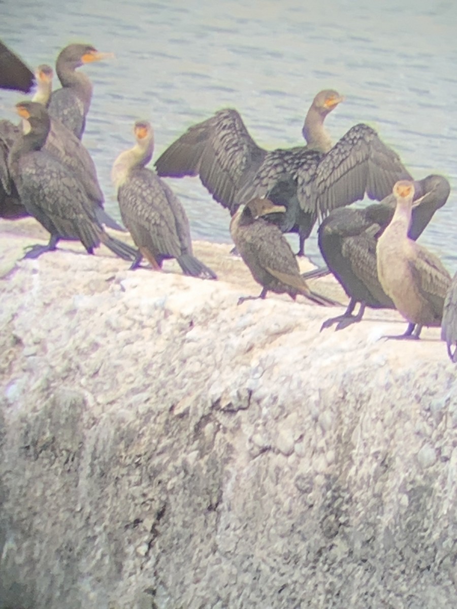 Neotropic Cormorant - ML642993080