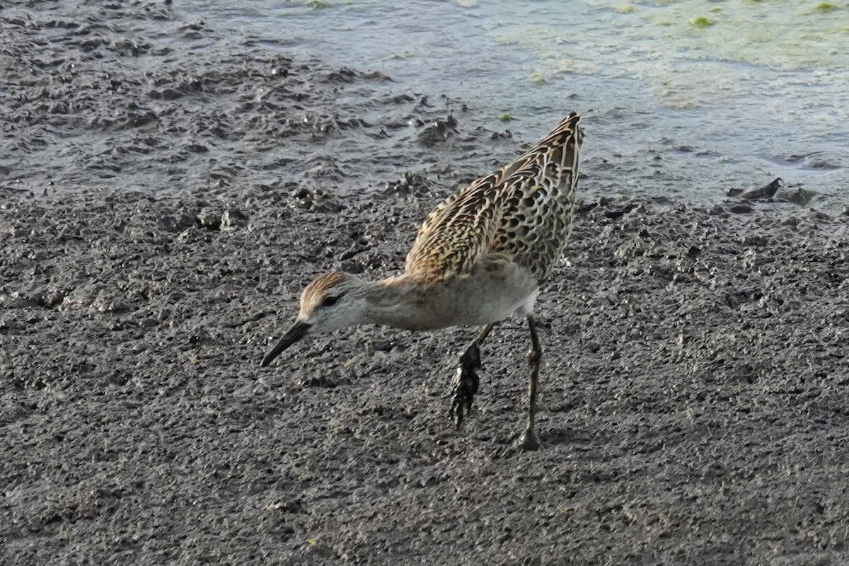 Ruff - ML642993081