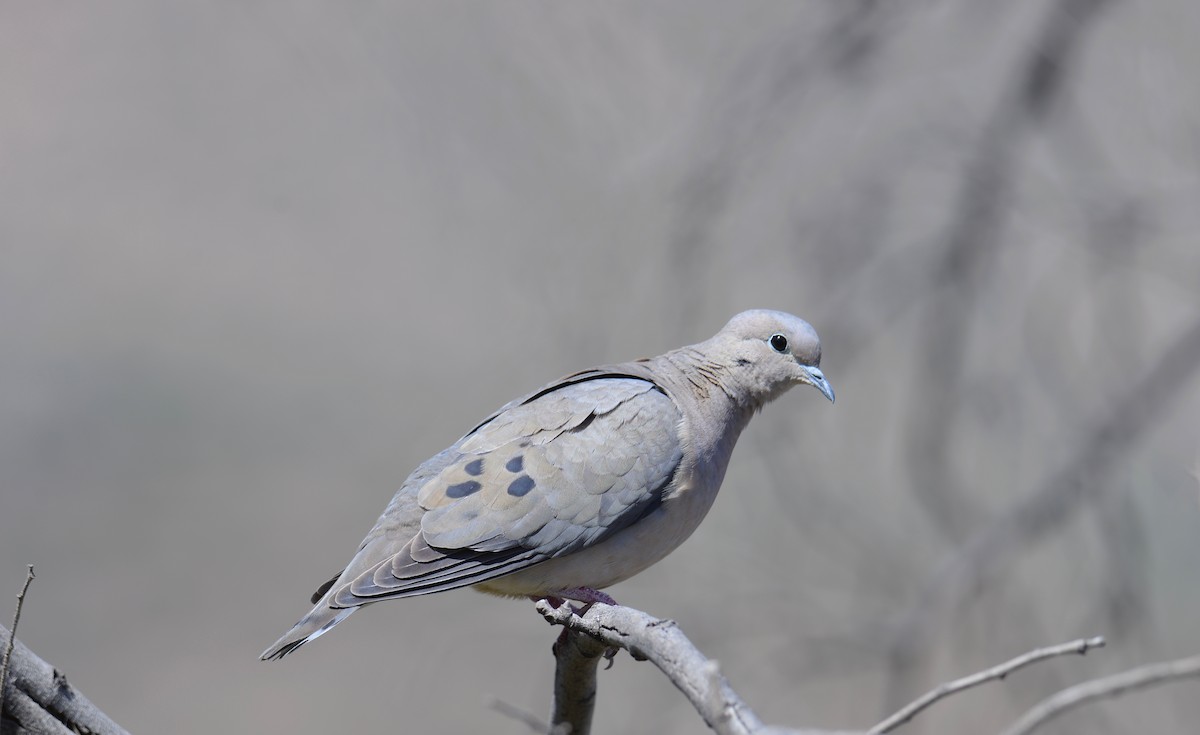 Eared Dove - ML642993086