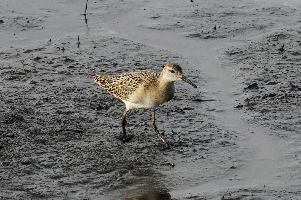 Ruff - ML642993096