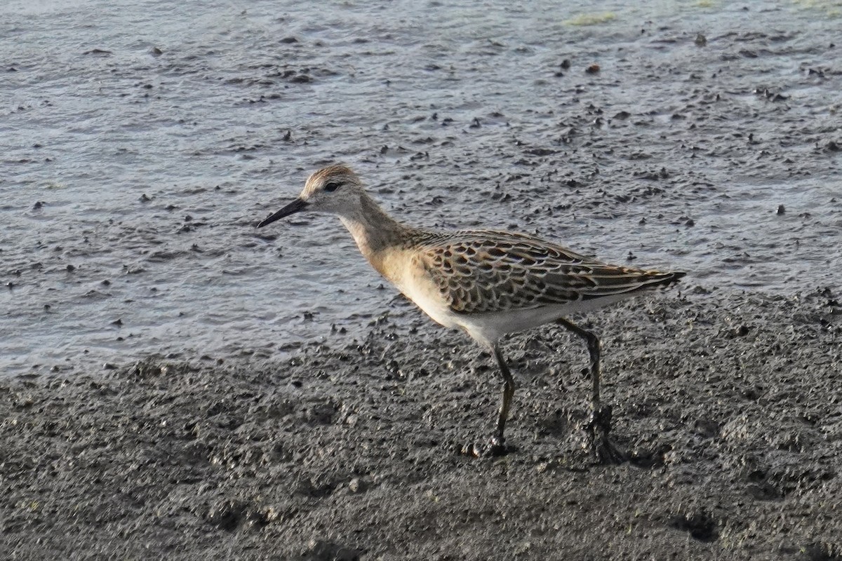 Ruff - ML642993127