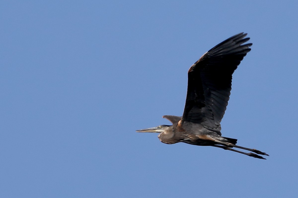Great Blue Heron - ML642993128