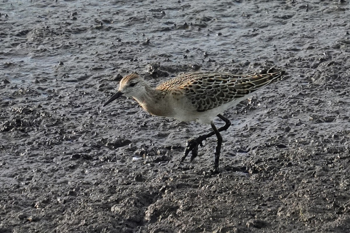 Ruff - ML642993133