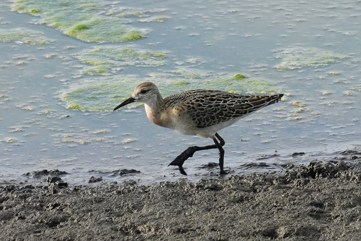 Ruff - ML642993139