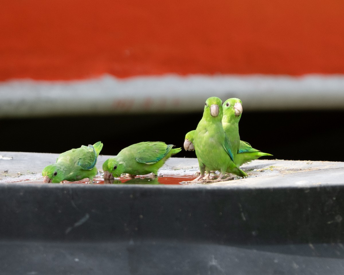 Green-rumped Parrotlet - ML642993148