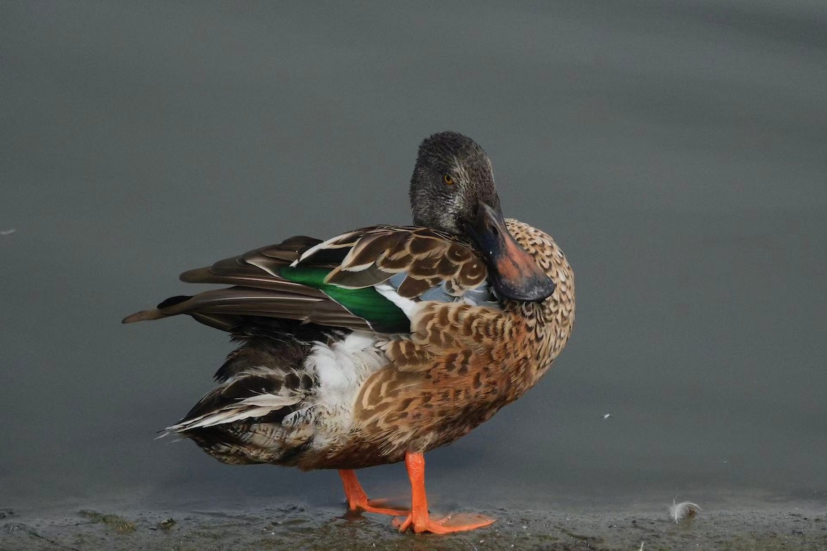 Northern Shoveler - ML642993155