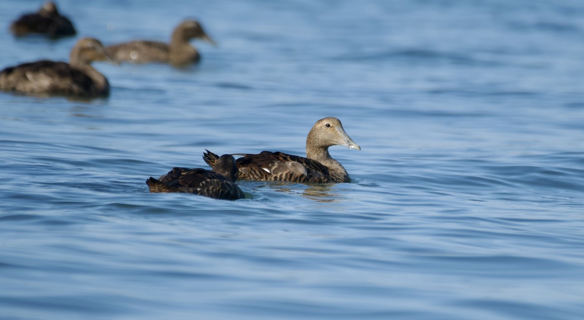 Common Eider (Dresser's) - ML642993159