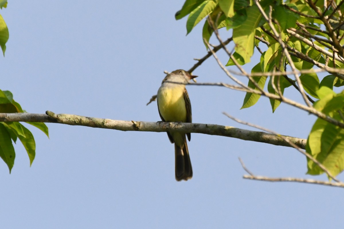 Swainson's Flycatcher - ML642993168