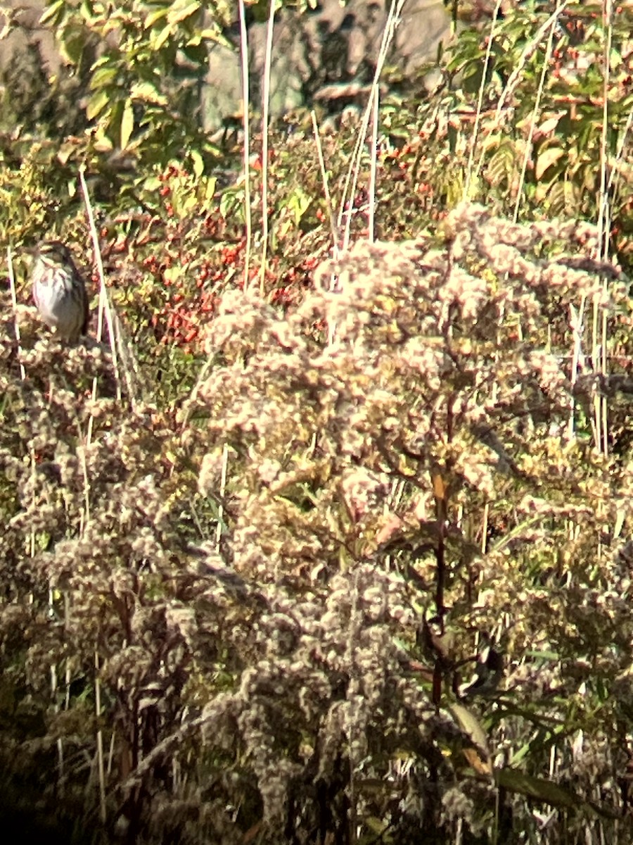 Savannah Sparrow - ML642993170