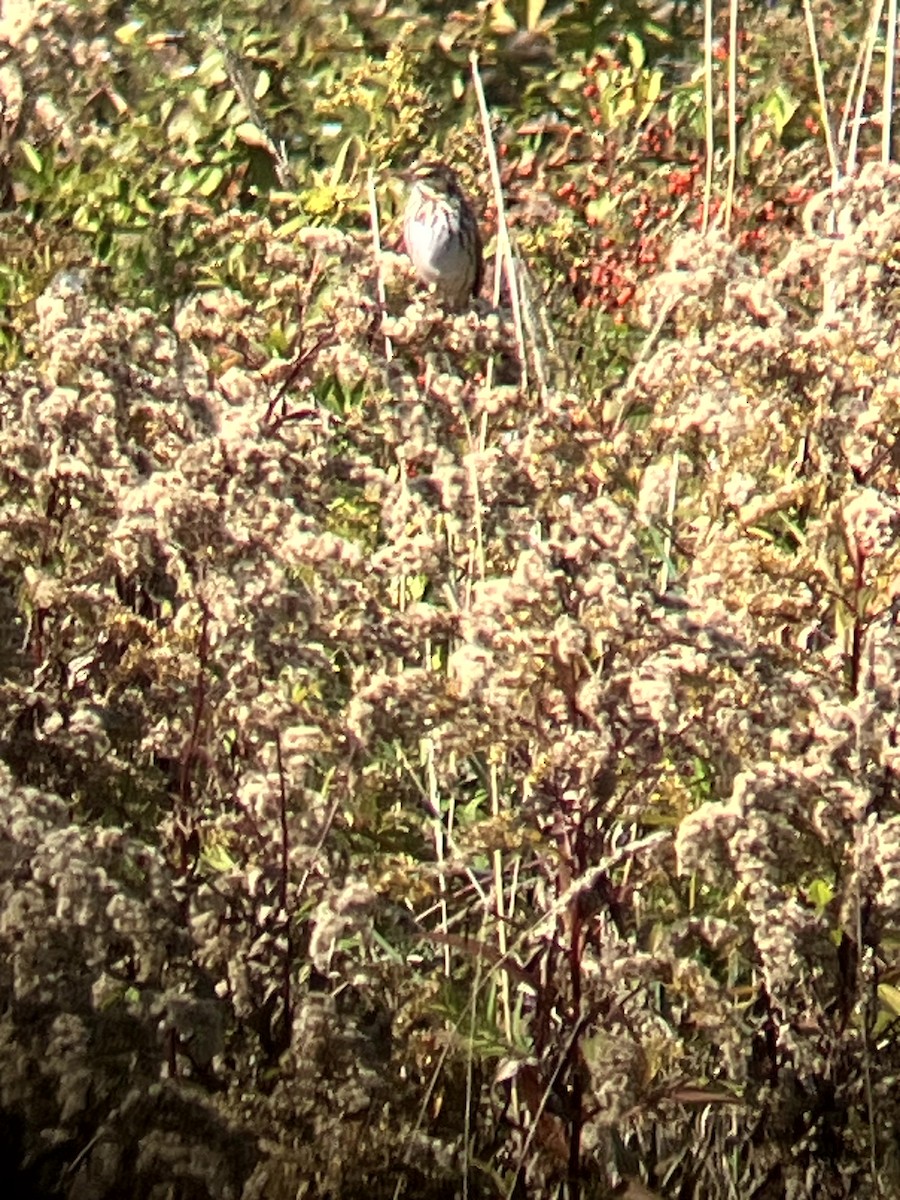 Savannah Sparrow - ML642993171