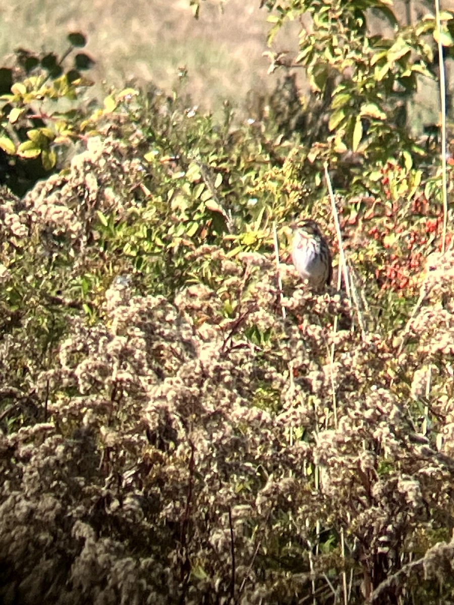 Savannah Sparrow - ML642993172