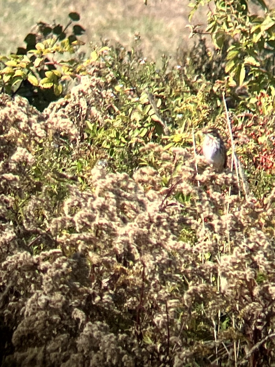 Savannah Sparrow - ML642993173