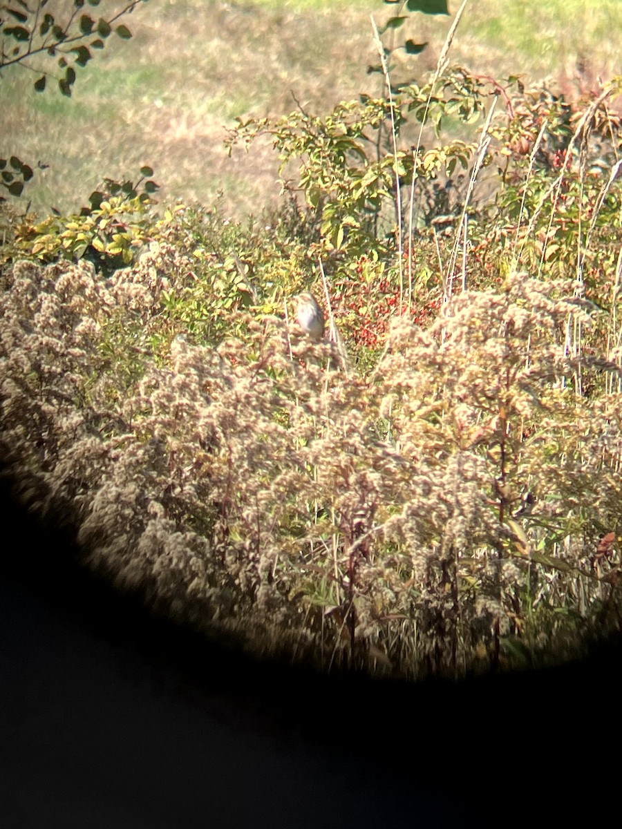 Savannah Sparrow - ML642993174