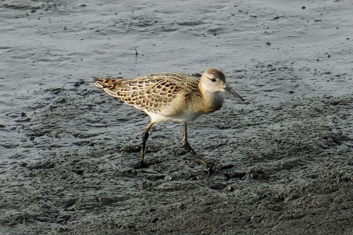 Ruff - ML642993180