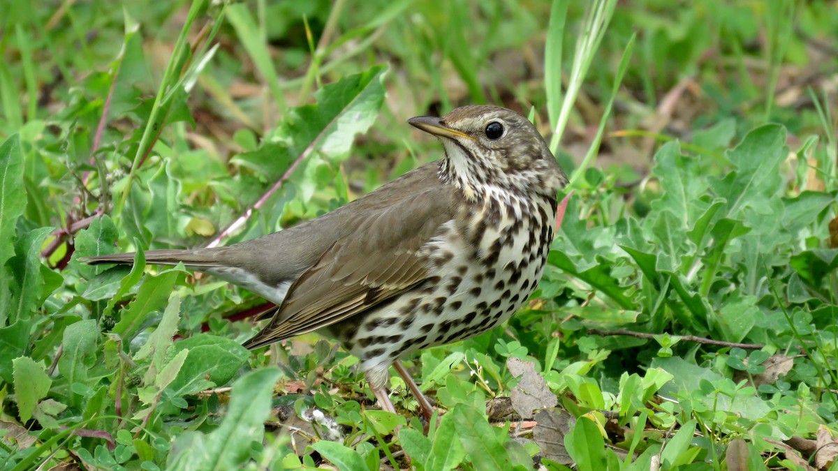 Song Thrush - ML642993185