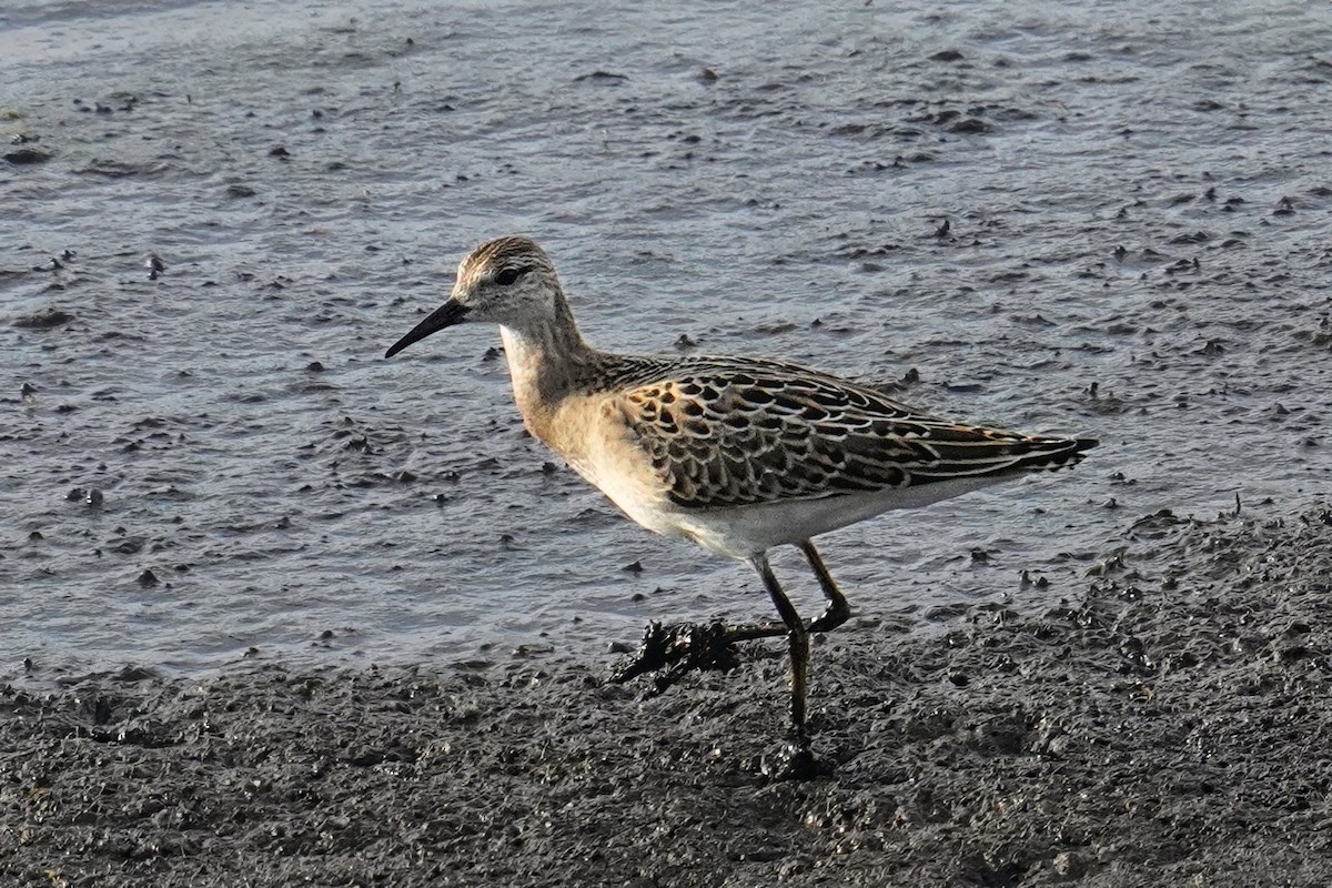 Ruff - ML642993190