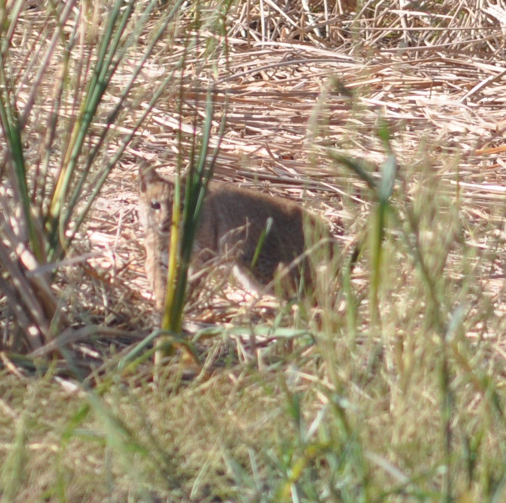 Bobcat - ML642993192