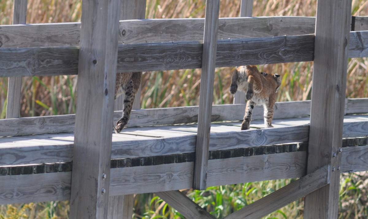 Bobcat - ML642993193