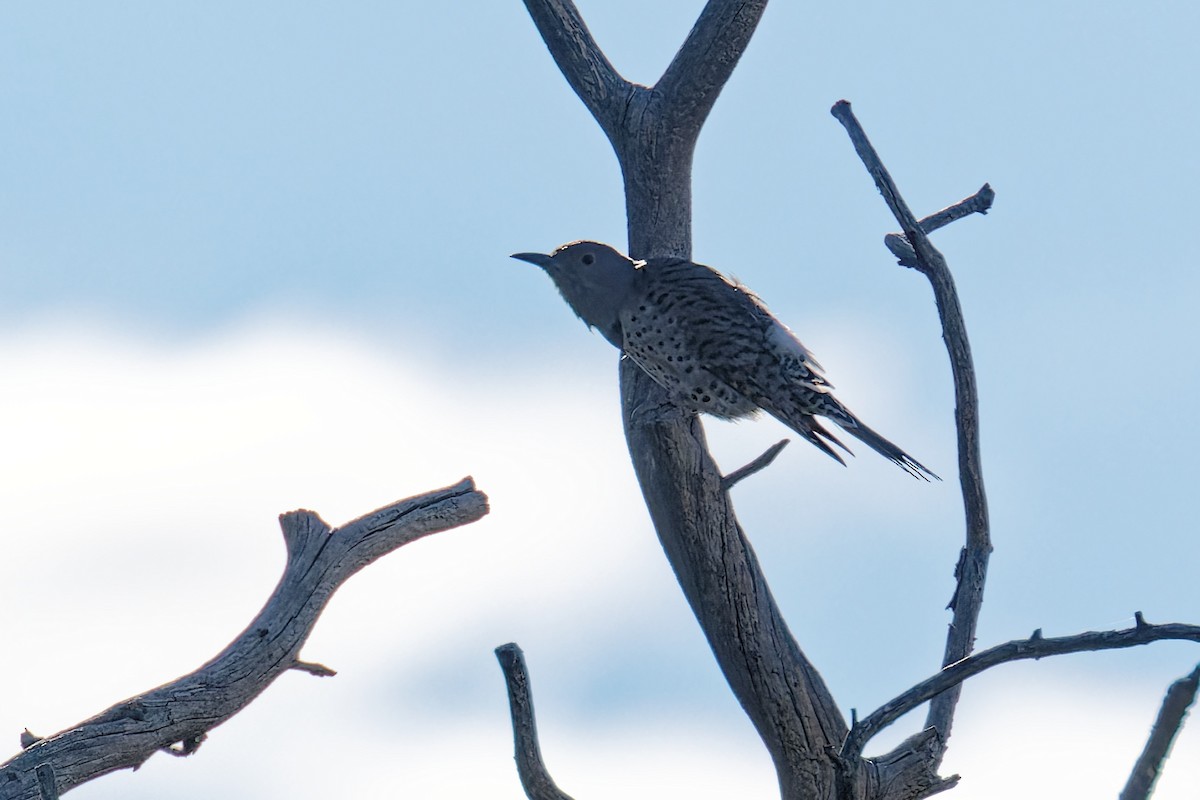 Northern Flicker (Red-shafted) - ML642993205