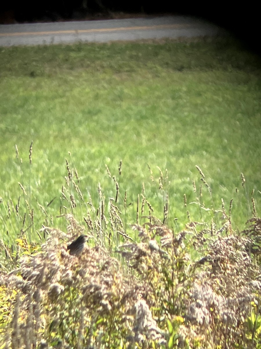 Savannah Sparrow - ML642993207