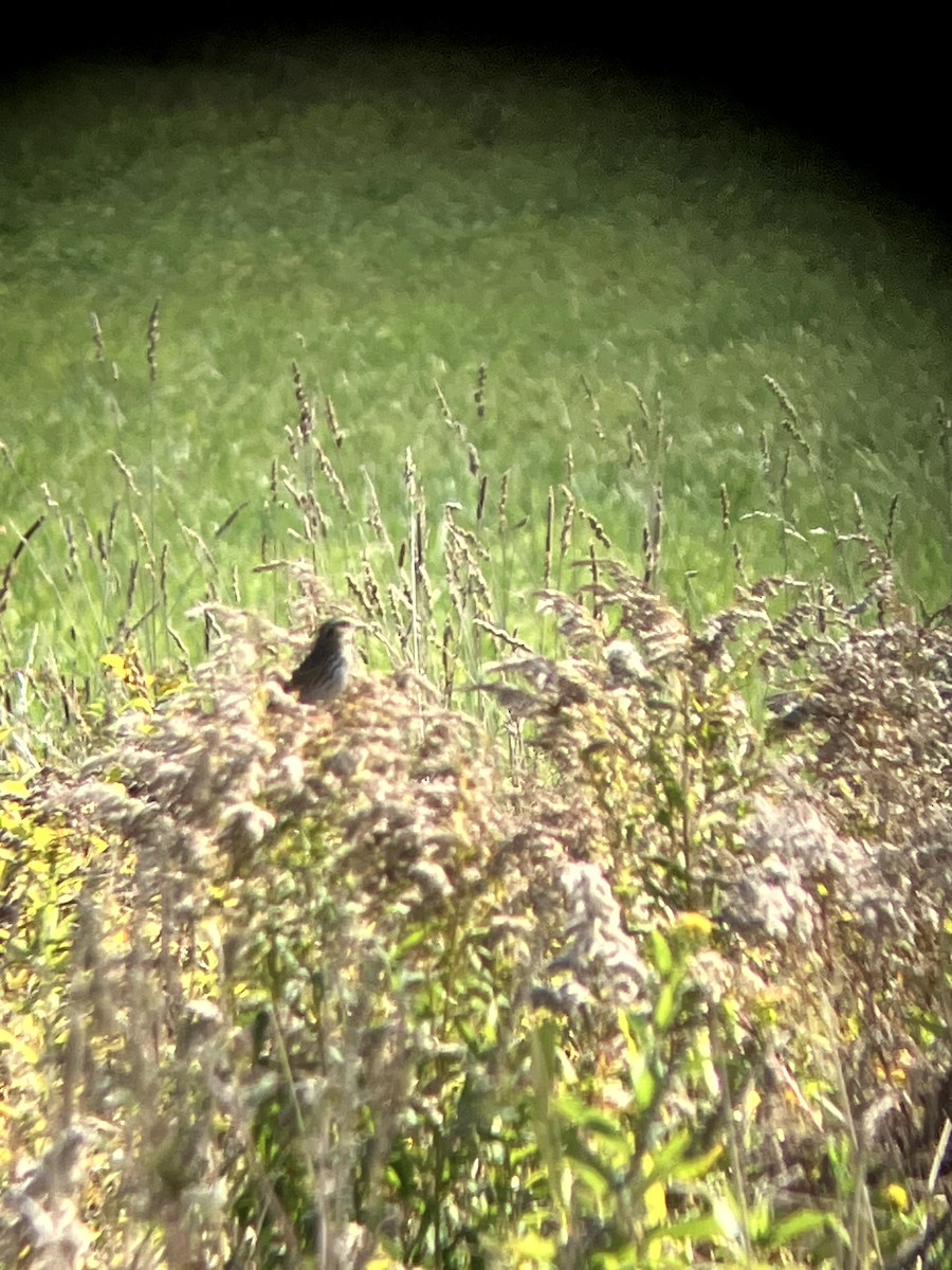 Savannah Sparrow - ML642993208