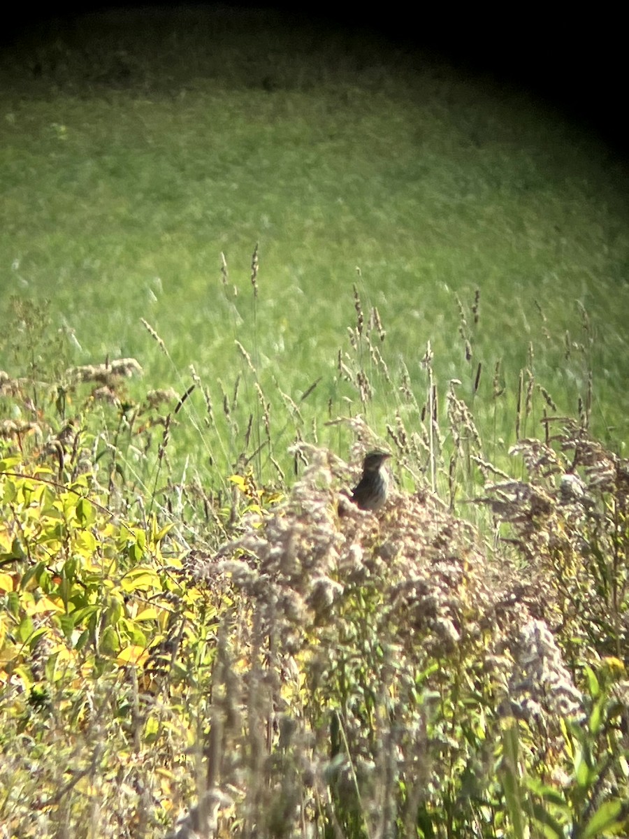 Savannah Sparrow - ML642993209