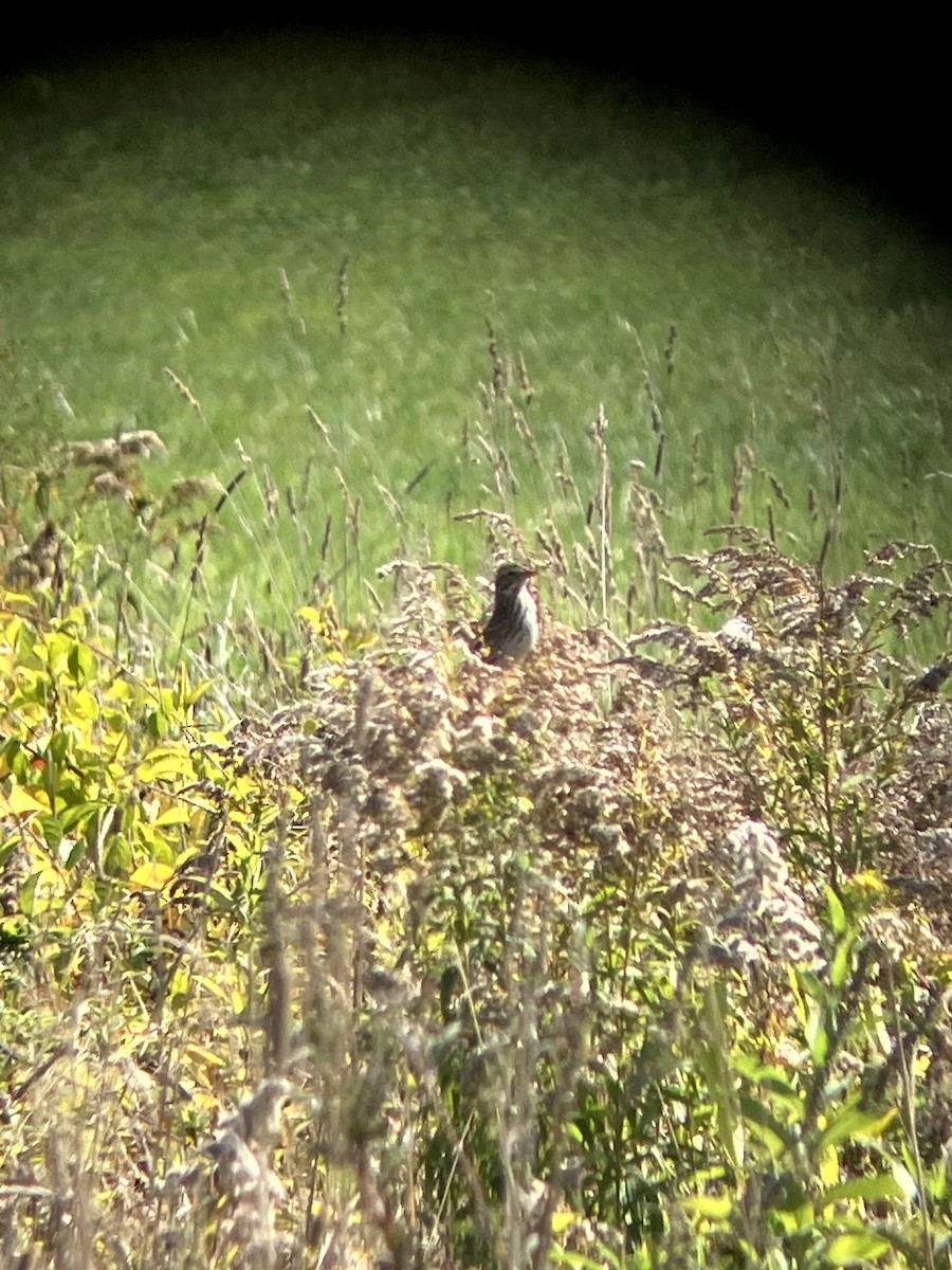 Savannah Sparrow - ML642993210