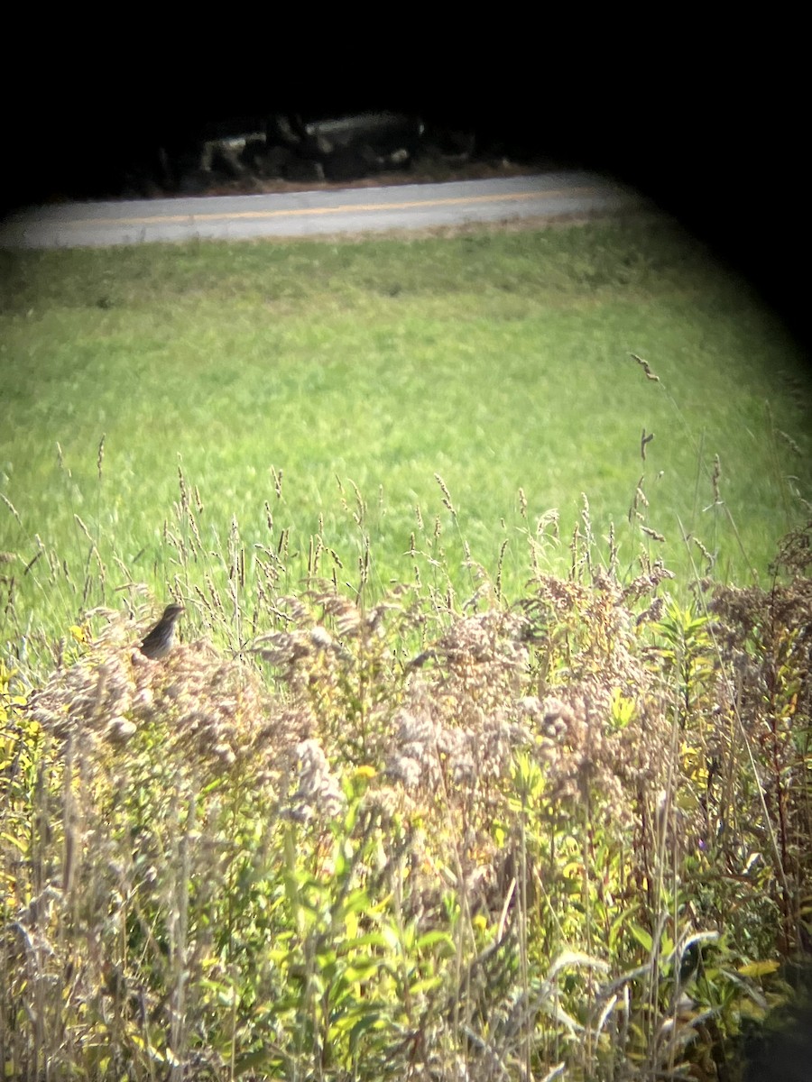 Savannah Sparrow - ML642993211