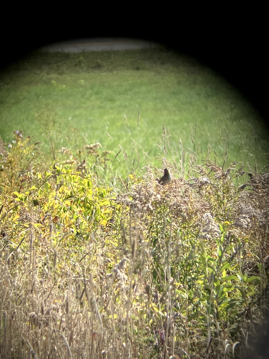 Savannah Sparrow - ML642993213