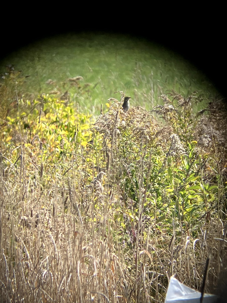 Savannah Sparrow - ML642993214