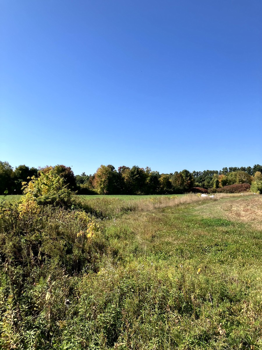 Savannah Sparrow - ML642993215