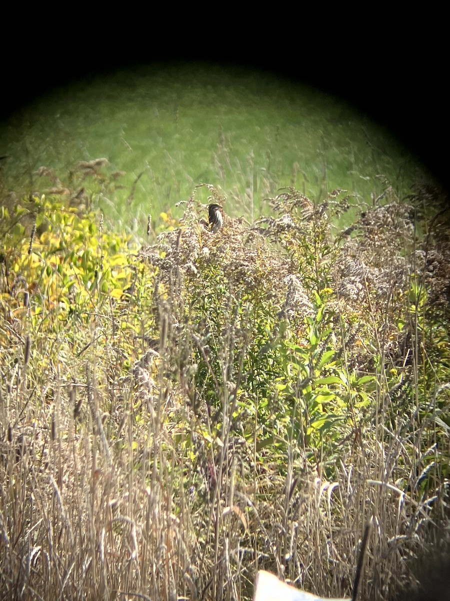 Savannah Sparrow - ML642993216