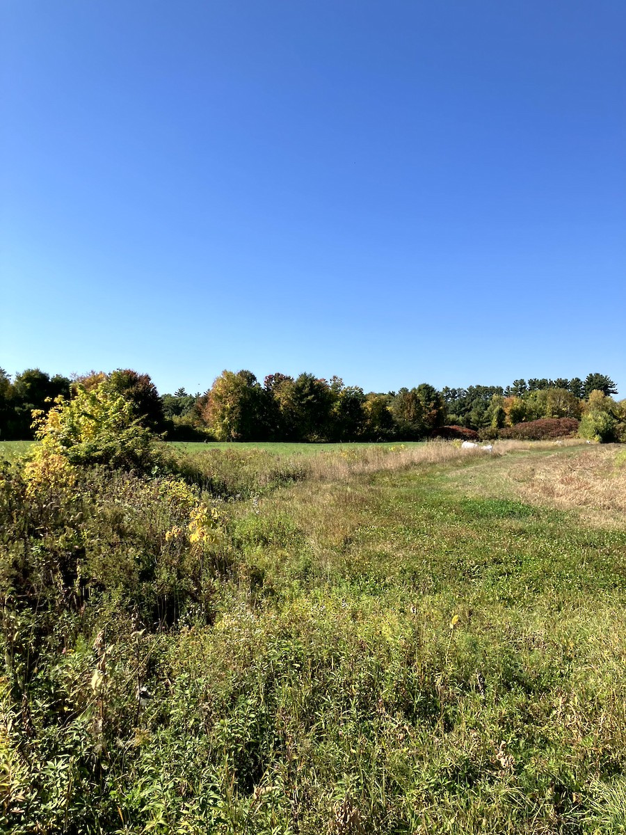 Savannah Sparrow - ML642993217