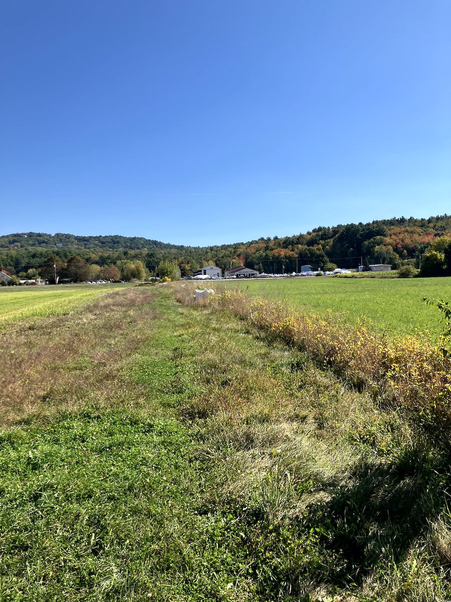 Savannah Sparrow - ML642993218