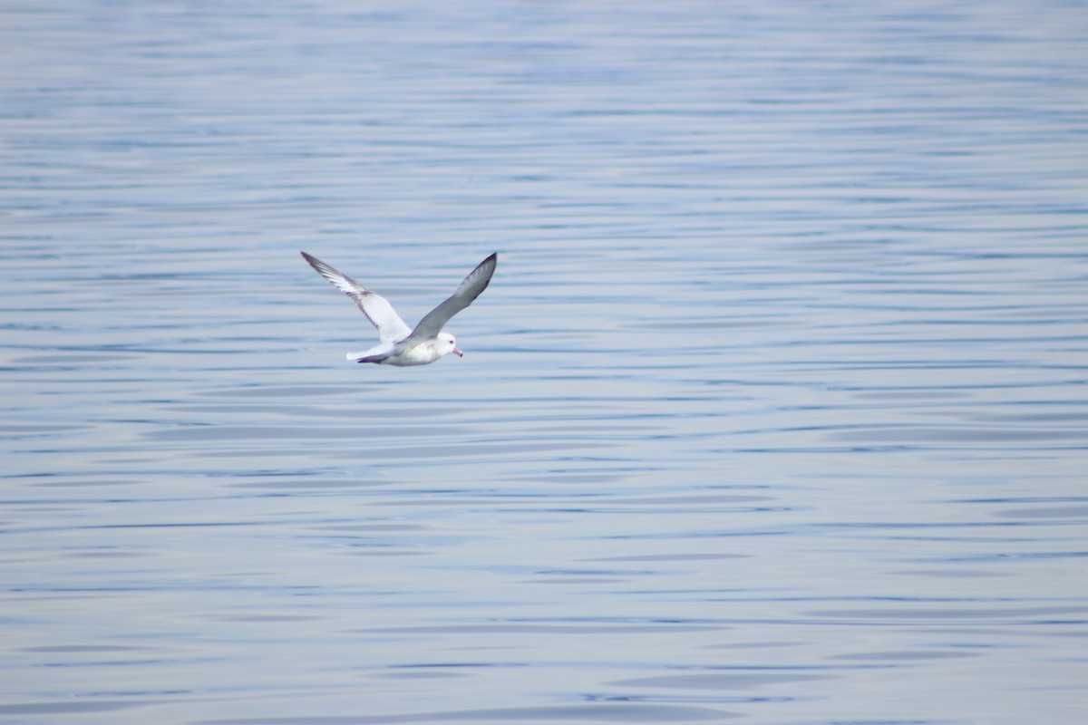 Southern Fulmar - ML642993221