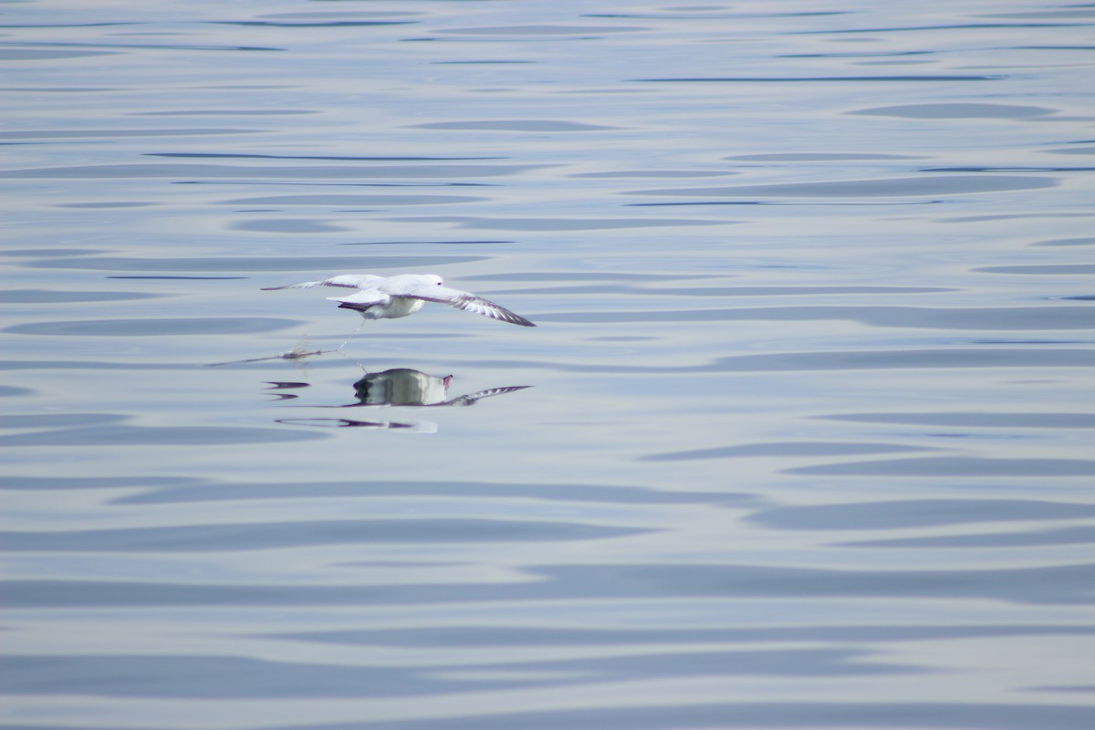 Southern Fulmar - ML642993222