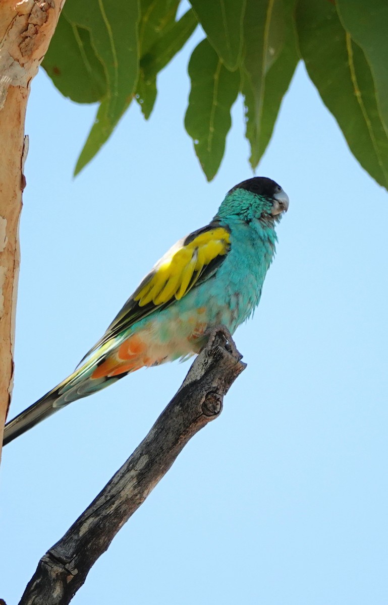 Hooded Parrot - ML642993248