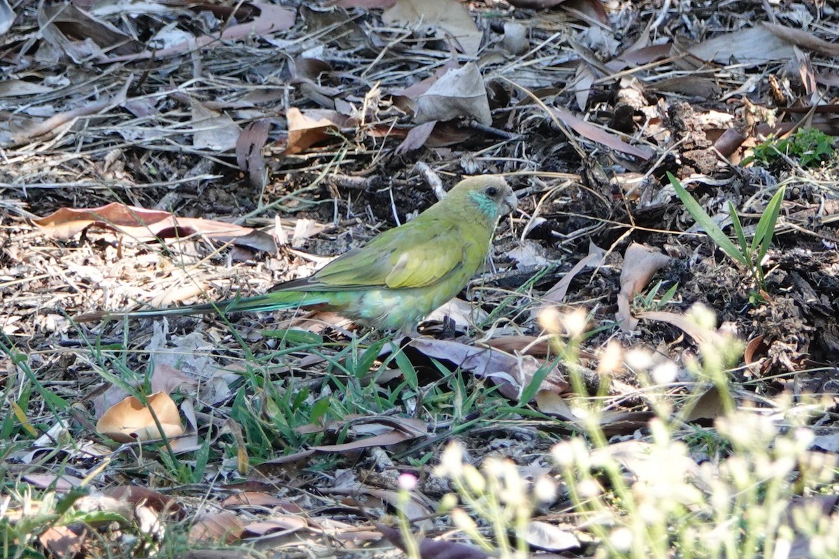 Hooded Parrot - ML642993249