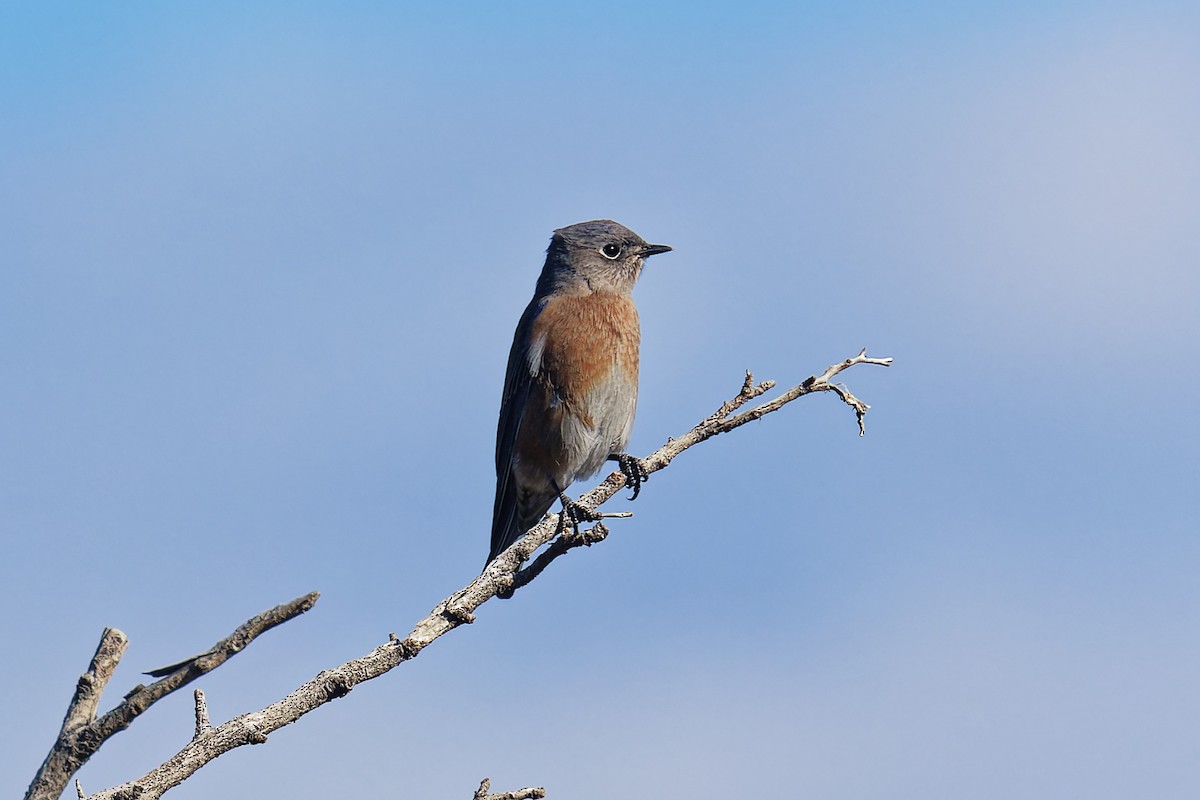 Western Bluebird - ML642993277