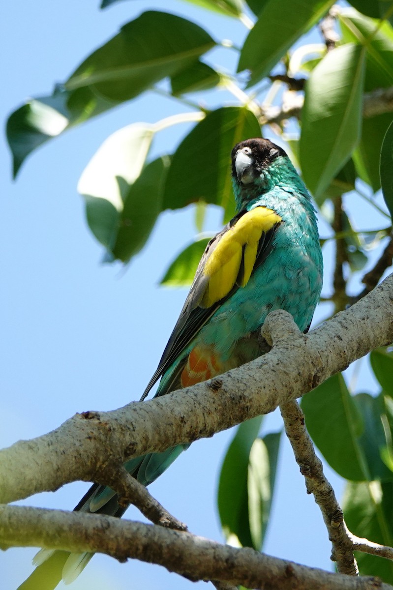 Hooded Parrot - ML642993283