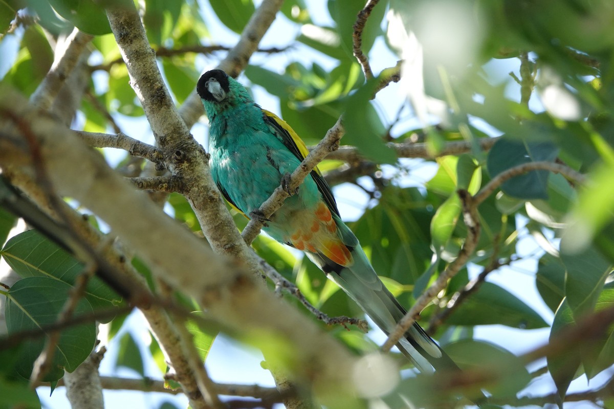 Hooded Parrot - ML642993284