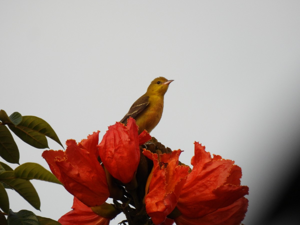 Orchard Oriole - ML642993290