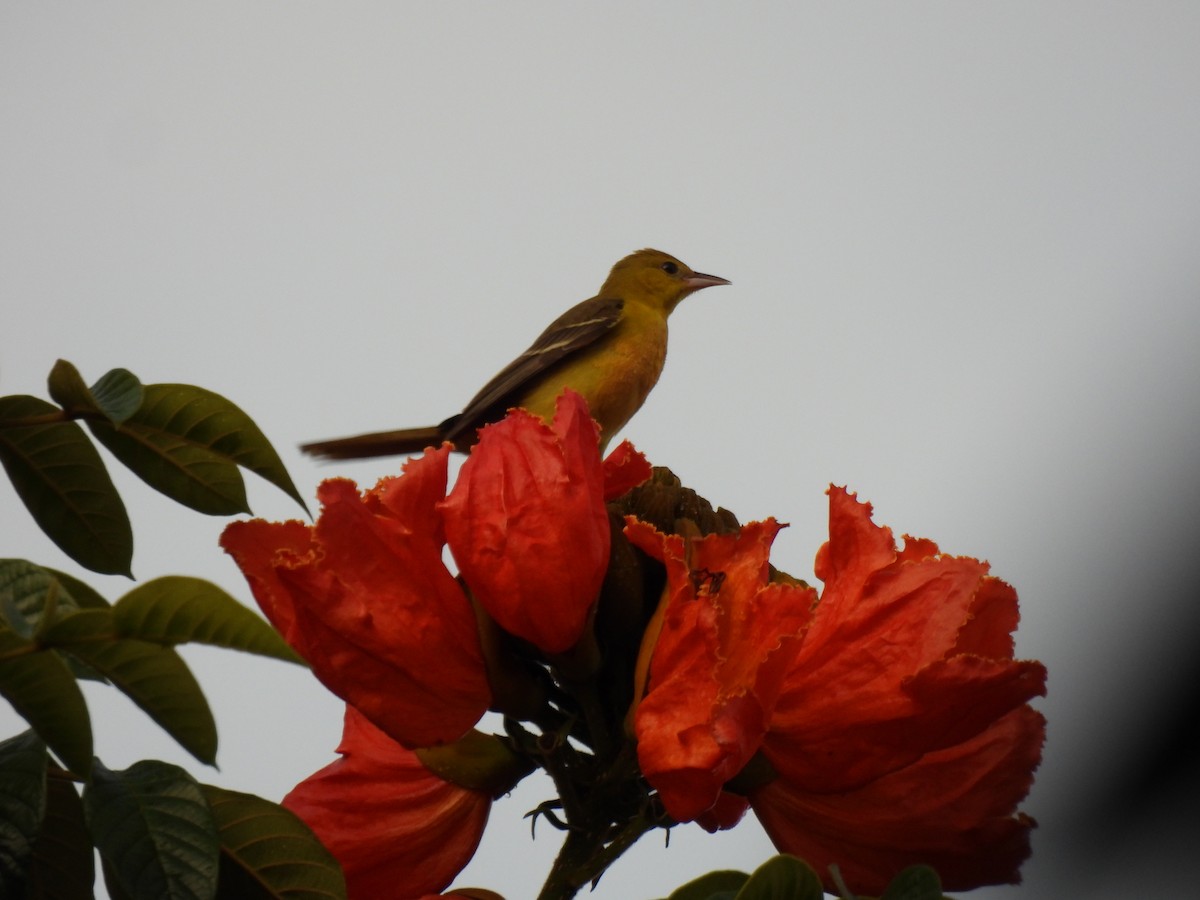 Orchard Oriole - ML642993291